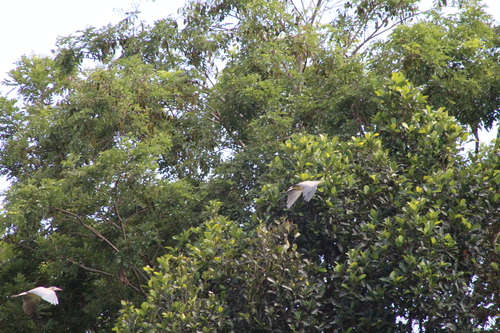 Whistling Heron (Syrigma sibilatrix), photo 9