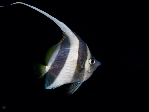 Photo of Schooling bannerfish (Heniochus diphreutes)