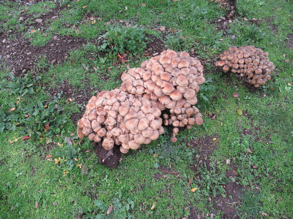 Armillaria mellea · January 2026 · photo: © deejay (iNaturalist, cc0)