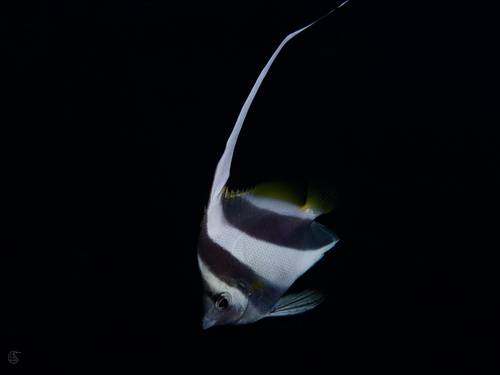 Photo of Schooling bannerfish (Heniochus diphreutes)