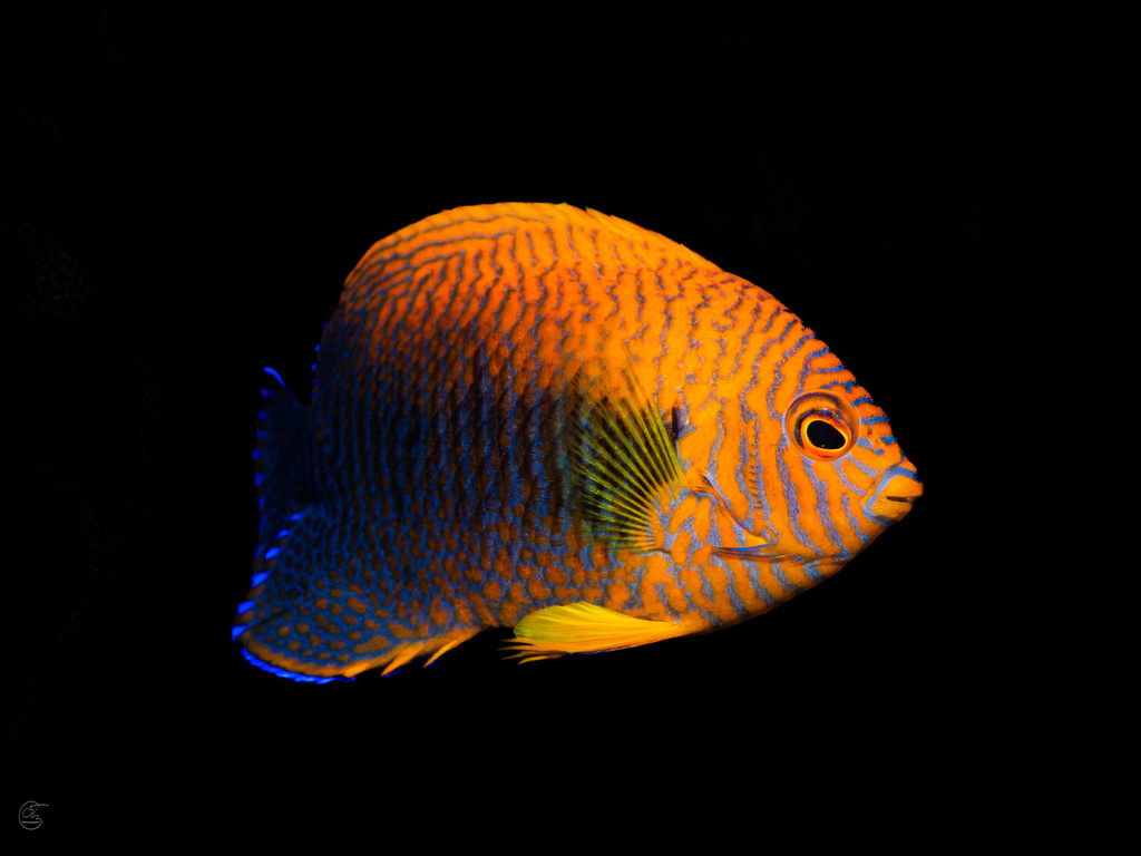 Potter's angel (Centropyge potteri) — Pomacanthidae
