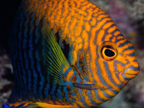 Potter's angel (Centropyge potteri) — Pomacanthidae — 3