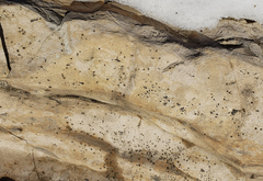 Bagliettoa calciseda