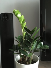 Zamioculcas
