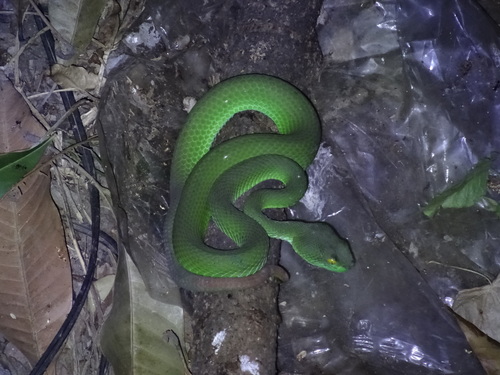 Photo of a Kramer's Pit Viper (Trimeresurus macrops)