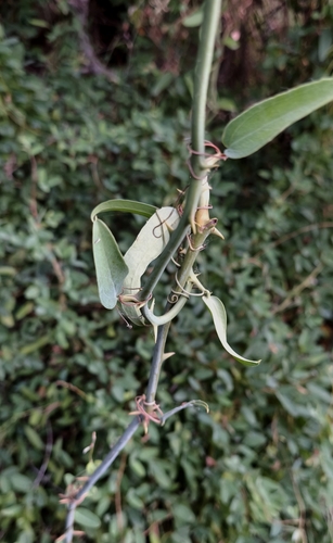 Foto de salsaparrilha