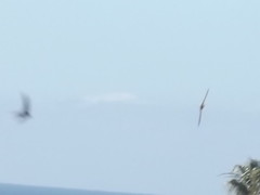 Cypsiurus parvus myochrous