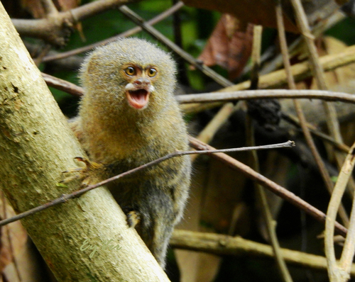 Western Pygmy Marmoset