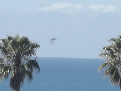 Cypsiurus parvus hyphaenes