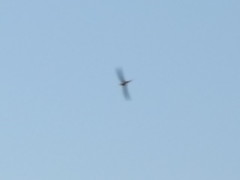 Cypsiurus parvus hyphaenes