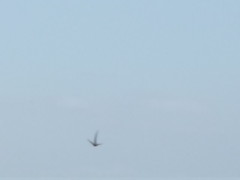 Cypsiurus parvus hyphaenes