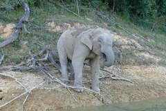 Elephas maximus