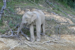 Elephas maximus