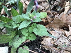 Lamium purpureum