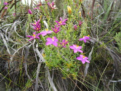 Chironia melampyrifolia