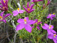 Chironia melampyrifolia