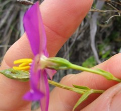Chironia melampyrifolia
