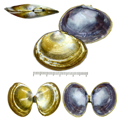 Nuttallia japonica