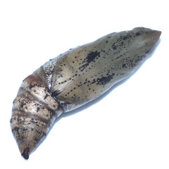 Theretra oldenlandiae