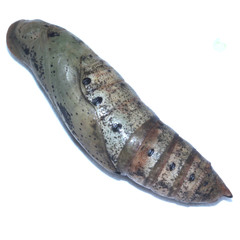 Theretra oldenlandiae