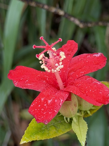 Hibiscus kokio observed 2026-01-04
