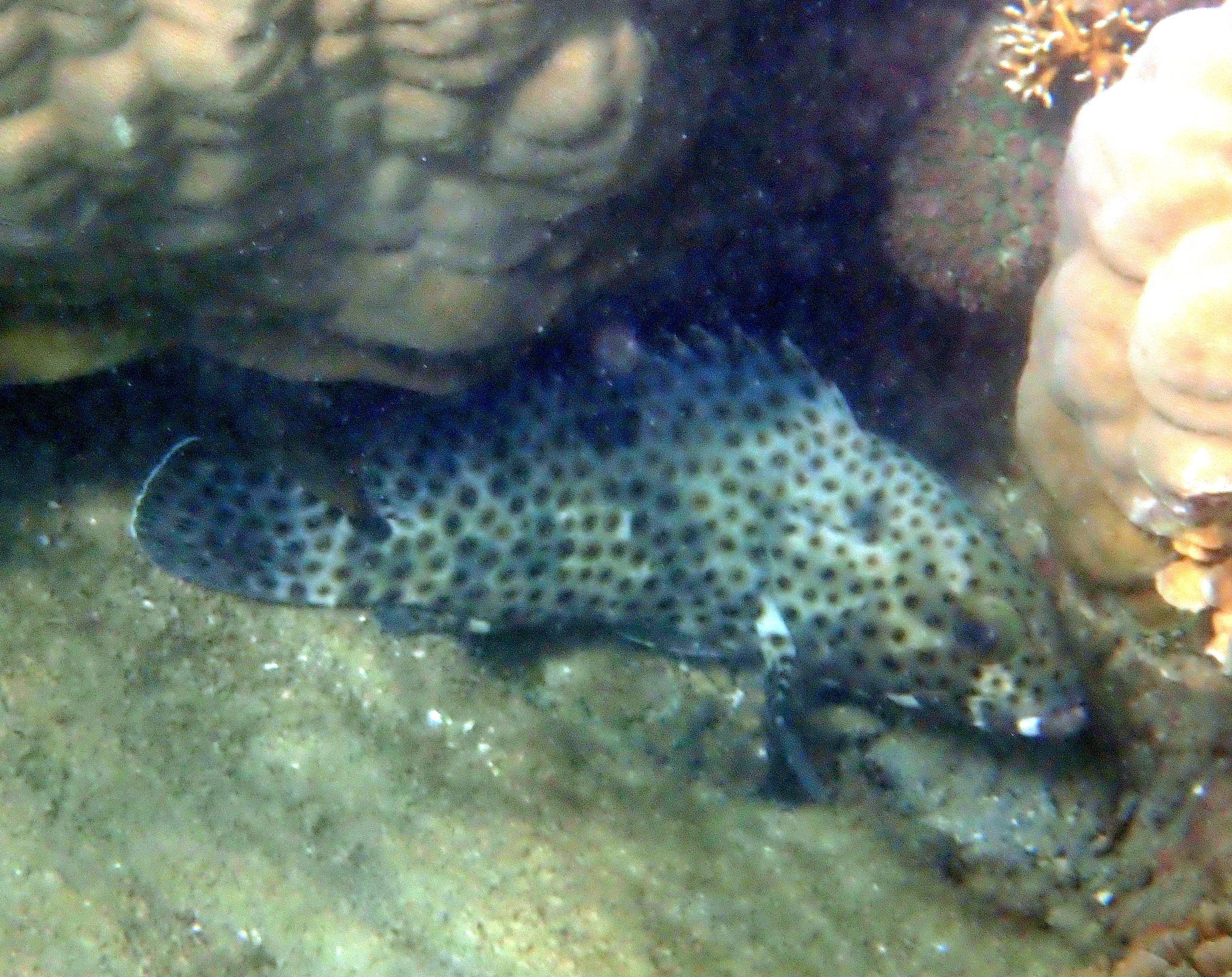 Blacksaddle Grouper photo 8