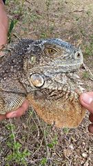 Iguana iguana