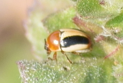 Cryptocephalus sehestedti