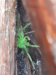 Micrommata