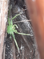 Micrommata