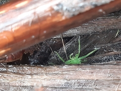Micrommata
