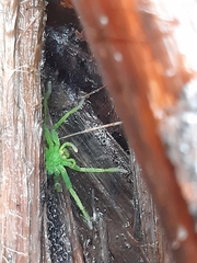 Micrommata