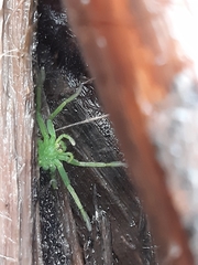 Micrommata