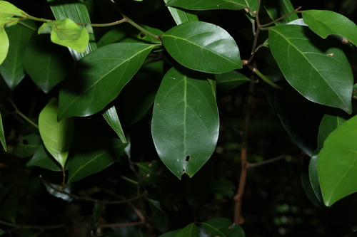 Domatia Tree (Endiandra discolor)