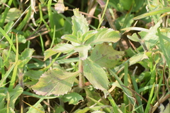 Hygrophila difformis