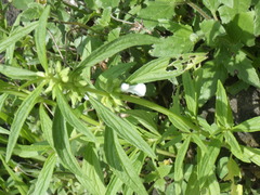 Leucas
