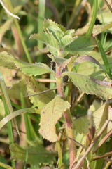 Hygrophila difformis