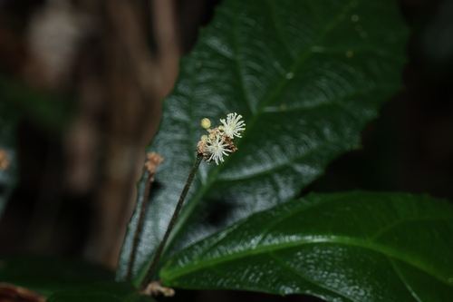 Mallotus megadontus P.I.Forst.