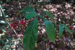 Cyclacanthus coccineus