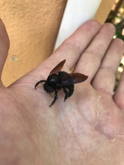 Xylocopa mordax
