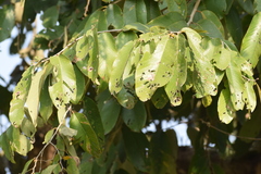 Bridelia retusa