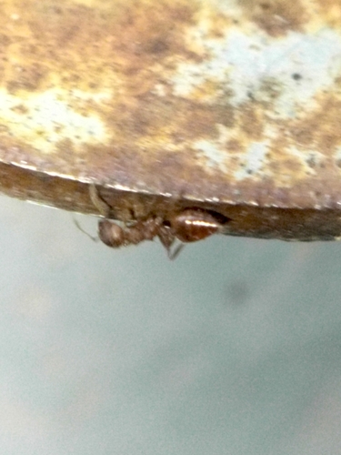 背视图图像 - Pranav Prabhu