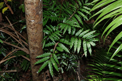 Mischarytera lautereriana, photograph 6