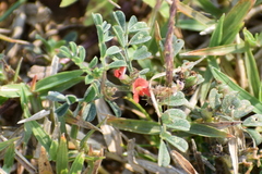 Indigofera linnaei