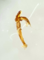Brachypterolus
