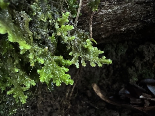 Radula cordata observed 2026-01-05