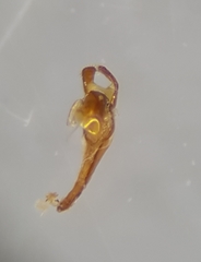 Brachypterolus