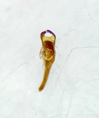 Brachypterolus