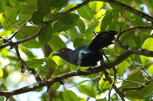 Chestnut-bellied Malkoha (Phaenicophaeus sumatranus), photo 5