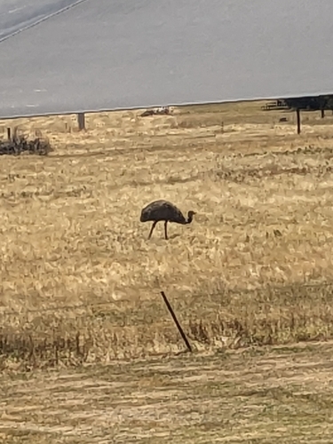 Emu (Dromaius novaehollandiae), photo 4
